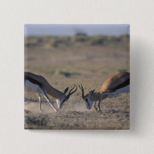 Badge Carré 5 Cm Namibie, parc national d'Etosha, Deux mâles