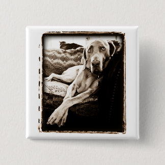 Badge Carré 5 Cm Nation de Weimaraner : La chaise de Ballou