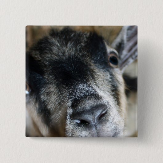 Badge Carré 5 Cm Nosy Goat En Regard (Devant)