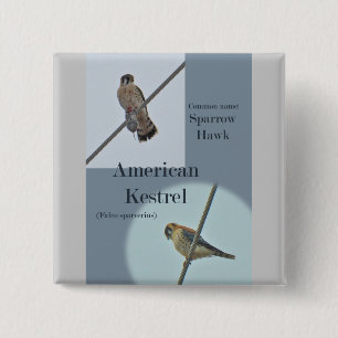 Badge Carré 5 Cm Objets de Kestrel Américain (Falco sparverius)