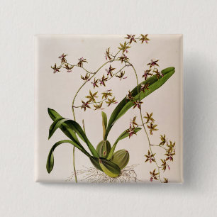 Badge Carré 5 Cm Odontoglossum Hastatum