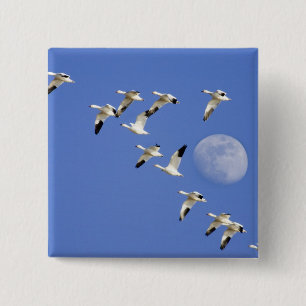 Badge Carré 5 Cm Oies des neiges prend son envol au lac Freezeout N