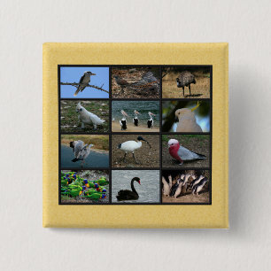 Badge Carré 5 Cm Oiseaux australiens