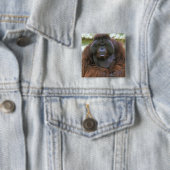 Badge Carré 5 Cm Orang-outan Pongo Pygmaeus (En situation)