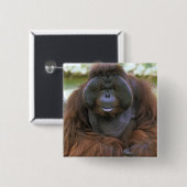 Badge Carré 5 Cm Orang-outan Pongo Pygmaeus (Devant & derrière)