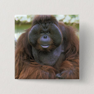 Badge Carré 5 Cm Orang-outan Pongo Pygmaeus