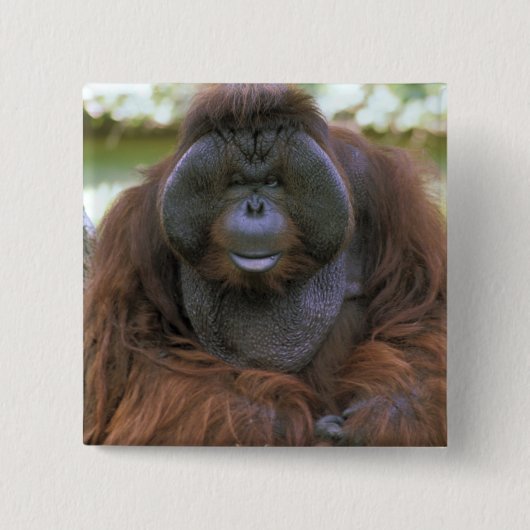 Badge Carré 5 Cm Orang-outan Pongo Pygmaeus (Devant)