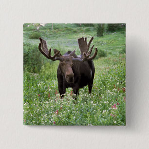 Badge Carré 5 Cm Orignal mâle (Alces alces) dans les fleurs sauvage