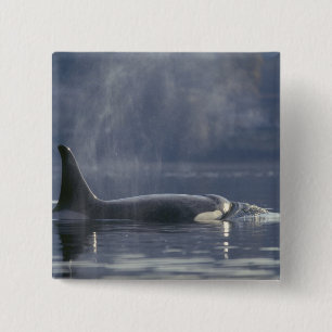 Badge Carré 5 Cm Orque adulte femelle (Orcinus Orca), Puget