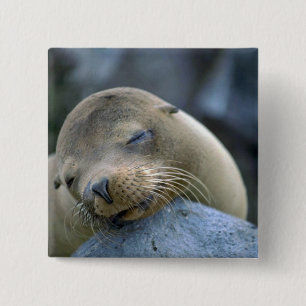 Badge Carré 5 Cm Otarie de bébé, îles de Galapagos