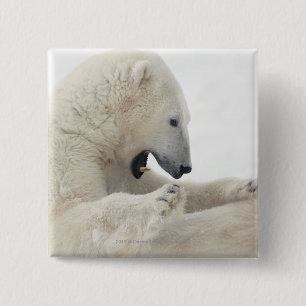 Badge Carré 5 Cm Ours blanc s'engageant dans un combat avec un