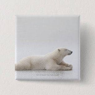 Badge Carré 5 Cm Ours blanc s'étendant sur un lac de glace