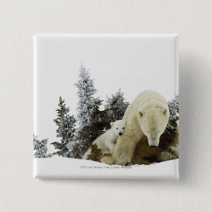 Badge Carré 5 Cm Ours blancs au parc national de Wapusk