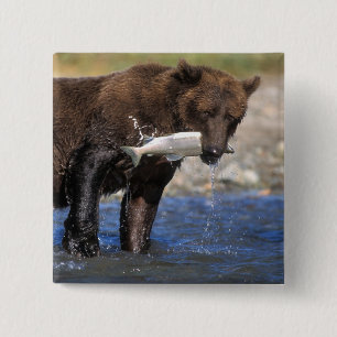 Badge Carré 5 Cm Ours brun, grizzly, avec prise de saumon,