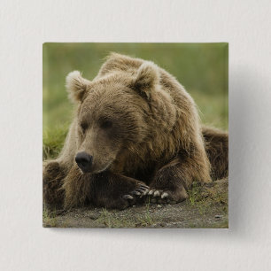 Badge Carré 5 Cm Ours brun, ou Ours grizzly côtier, Ursus