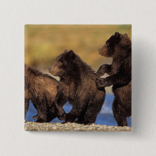 Badge Carré 5 Cm ours brun, Ursus arctos, grizzly, Ursus