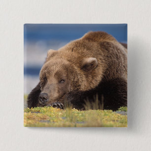 Badge Carré 5 Cm ours brun, Ursus arctos, grizzly, Ursus 8