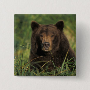 Badge Carré 5 Cm ours brun, Ursus arctos, grizzly, Ursus 9