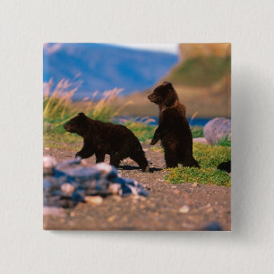 Badge Carré 5 Cm Ours brun, Ursus arctos, péninsule d'Alaska,