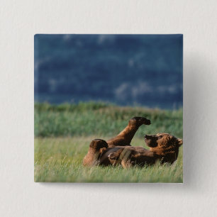 Badge Carré 5 Cm Ours bruns en train de jouer, Ursus arctos, Alaska