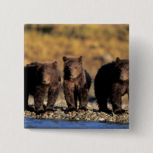 Badge Carré 5 Cm Ours grizzly, ours brun, oursons, Katmai National