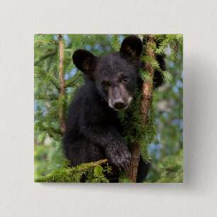 Badge Carré 5 Cm Ours noir jeune jouant dans les arbres