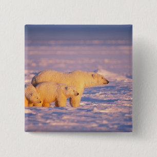 Badge Carré 5 Cm Ours polaire femelle avec des oursons au printemps