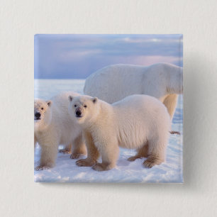 Badge Carré 5 Cm Ours polaire femelle avec des oursons sur la banqu