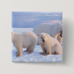 Badge Carré 5 Cm Ours polaire femelle avec des oursons sur la glace