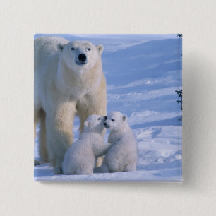 Badge Carré 5 Cm Ours polaire féminin debout avec 2 Cubs
