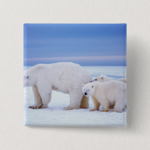 Badge Carré 5 Cm Ours polaire semé avec des petits