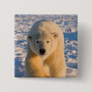 Badge Carré 5 Cm ours polaire, Ursus maritimus, ours polaire sur gl