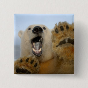 Badge Carré 5 Cm ours polaire, Ursus maritimus, regarde curieusemen