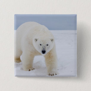 Badge Carré 5 Cm ours polaire, Ursus maritimus, sur glace et neige,