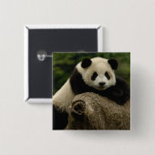 Badge Carré 5 Cm Panda géant bébé Ailuropoda melanoleuca) (Devant & derrière)