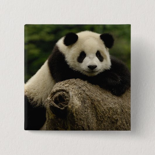 Badge Carré 5 Cm Panda géant bébé Ailuropoda melanoleuca) (Devant)