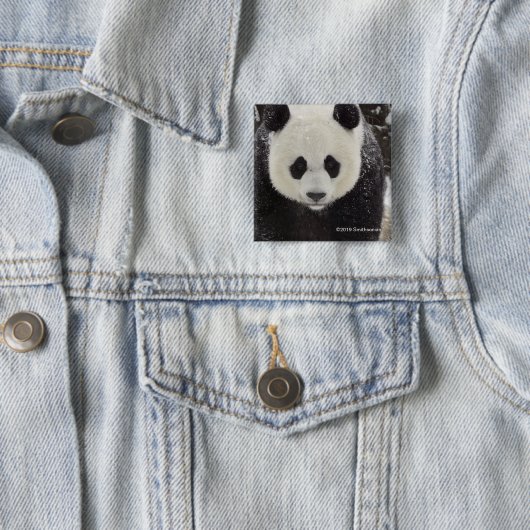 Badge Carré 5 Cm Panda géant dans la neige (En situation)