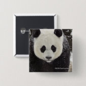 Badge Carré 5 Cm Panda géant dans la neige (Devant & derrière)