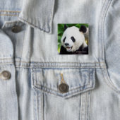Badge Carré 5 Cm Panda géant mangeant le bambou (En situation)