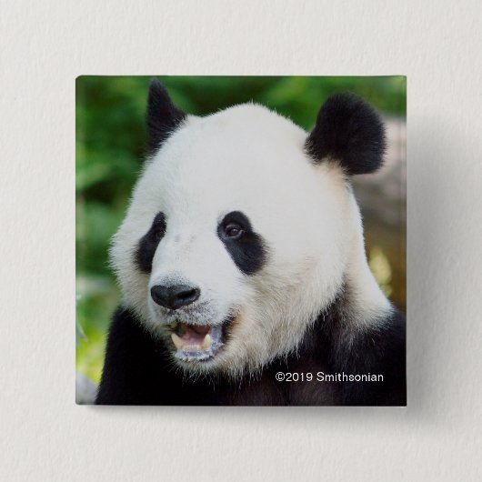 Badge Carré 5 Cm Panda géant mangeant le bambou (Devant)