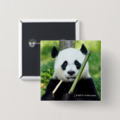 Badge Carré 5 Cm Panda géant tenant le bambou (Devant & derrière)