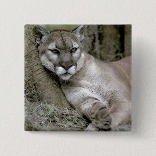 Badge Carré 5 Cm panthère de Floride, Felis concolor coryi,