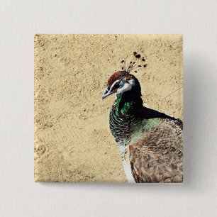 Badge Carré 5 Cm Paon
