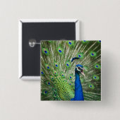 Badge Carré 5 Cm Paon criard (Devant & derrière)