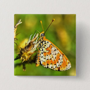 Badge Carré 5 Cm Papillon blanc et orange du Fritillaire tacheté