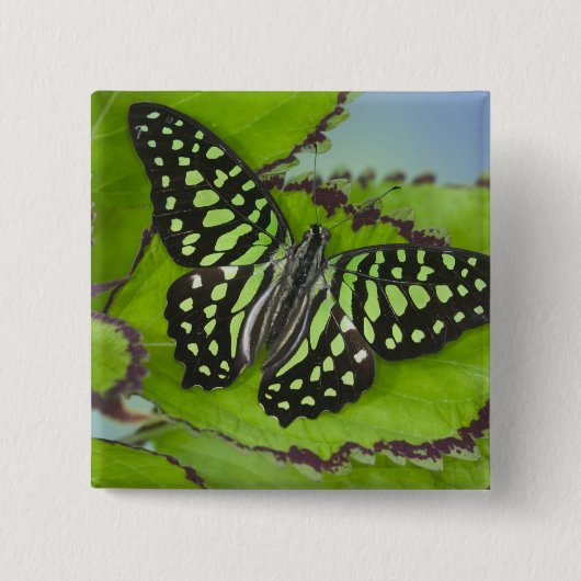 Badge Carré 5 Cm Papillon sur fond vert (Devant)