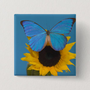 Badge Carré 5 Cm Papillon sur tournesol