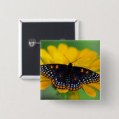 Badge Carré 5 Cm Papillon tacheté de Baltimore (Devant & derrière)