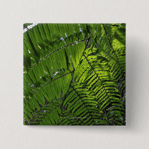 Badge Carré 5 Cm Parc national de Bach mA