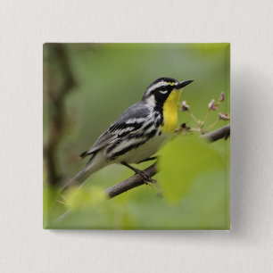 Badge Carré 5 Cm Paruline à gorge jaune mâle, Dendroica